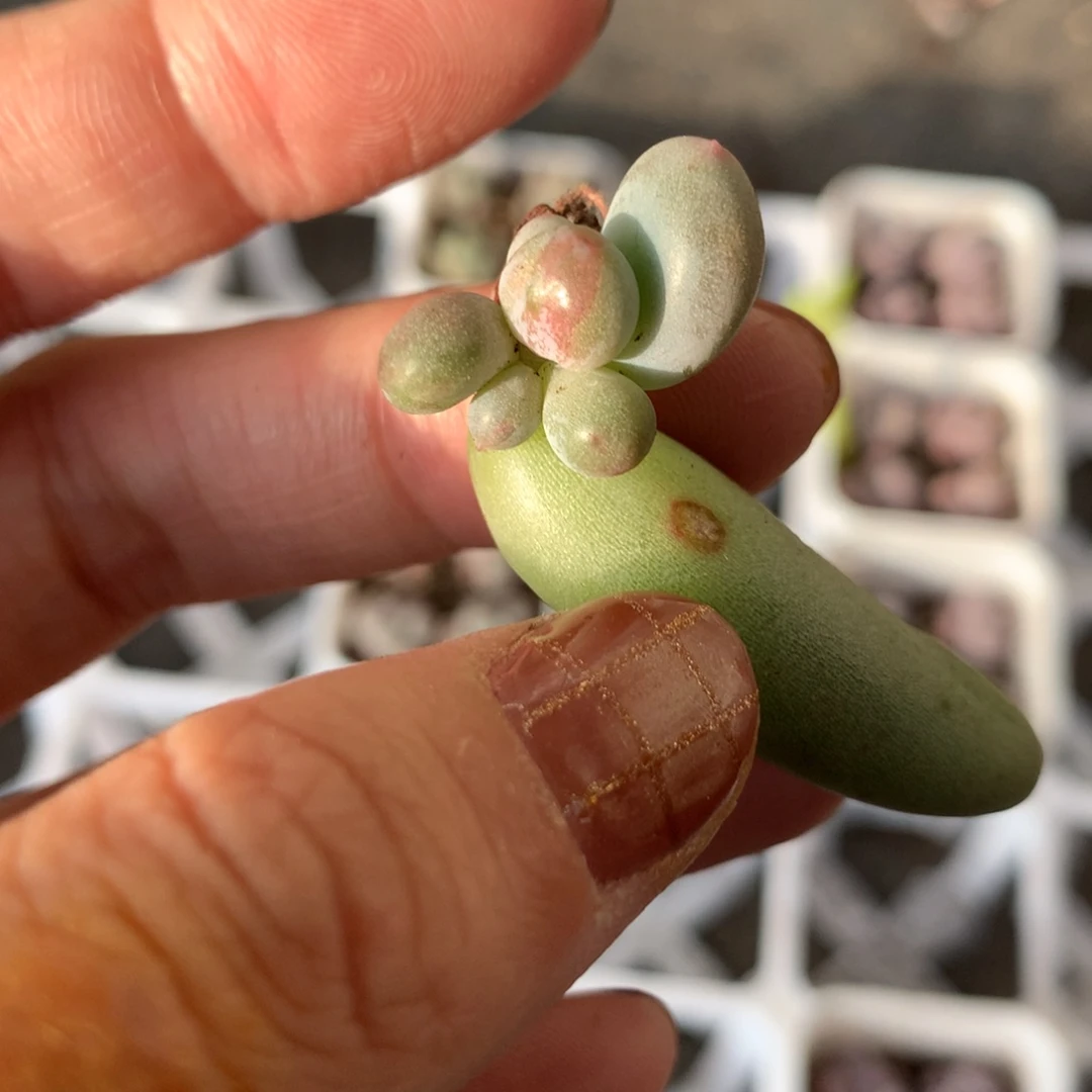 米可奶酪还好哈哈哈