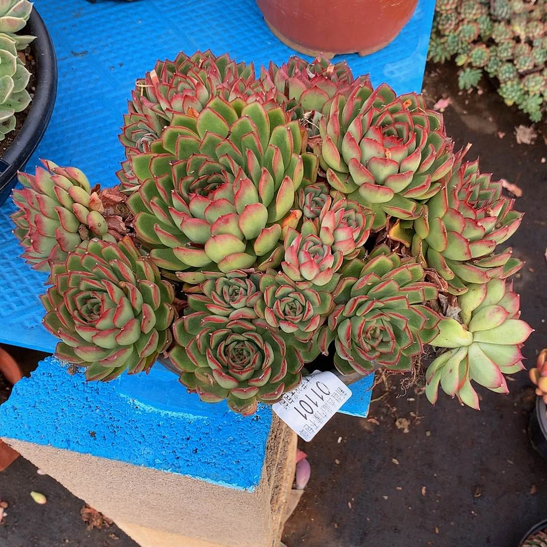 无**忍   萤火虫01101