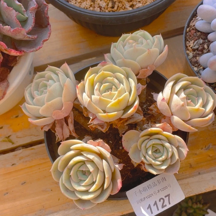 贝**姐谢谢你的支持0000001127