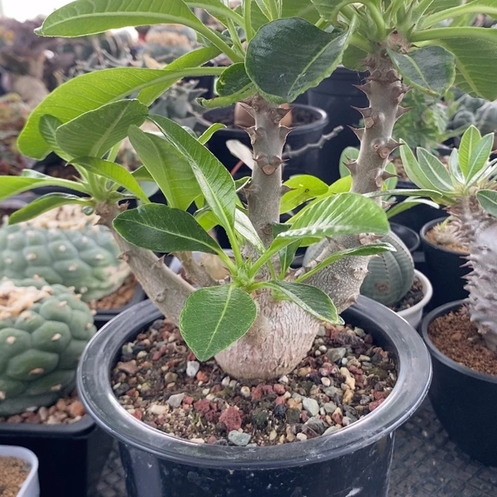 温莎瓶干，一物一拍，