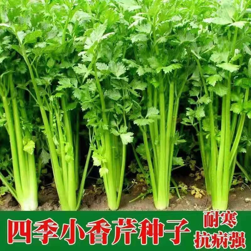 【白玉小香芹种子】芹菜种子香味浓郁实心芹菜种子四蔬菜种子