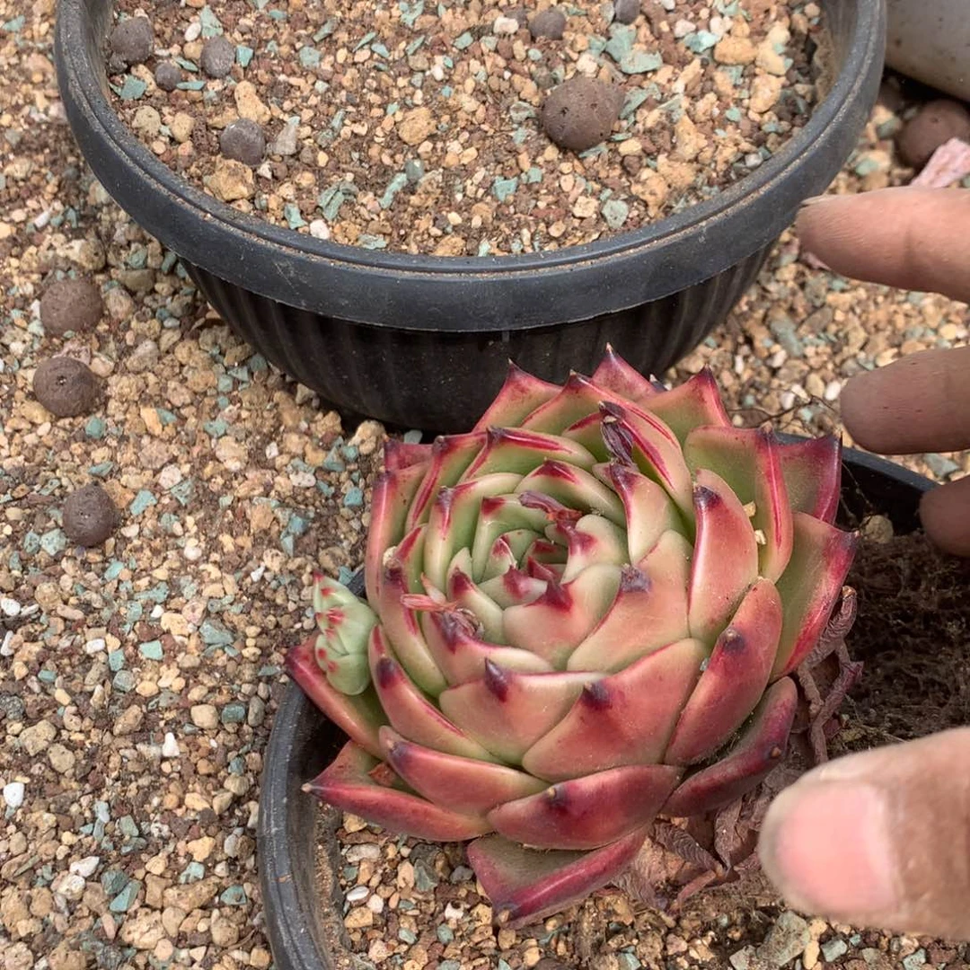 这个小猫的手幅很适合夏天