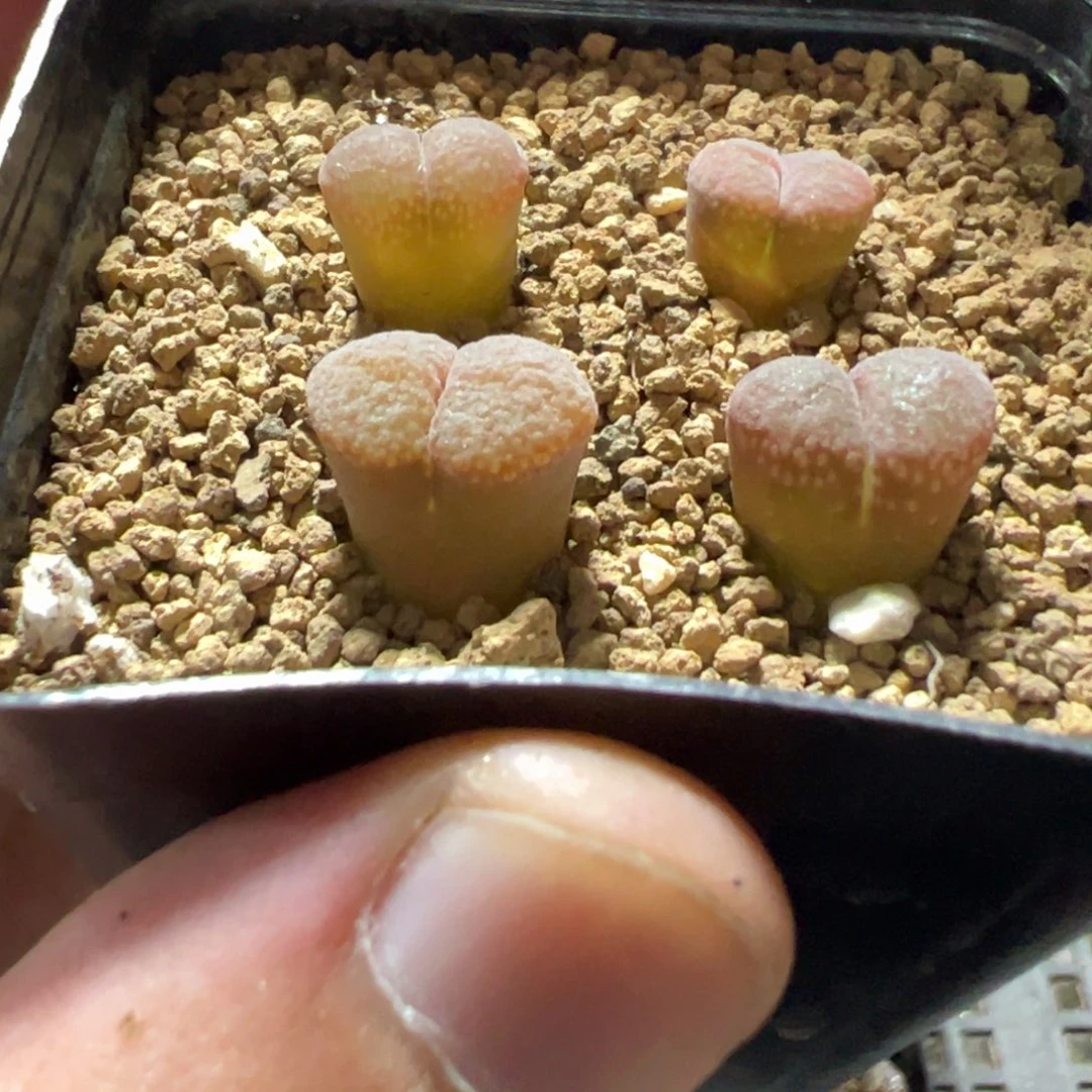 16-114肉锥多肉植物