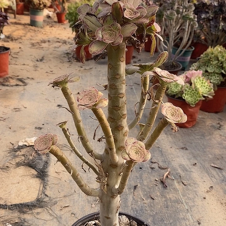 v锦多肉植物005。