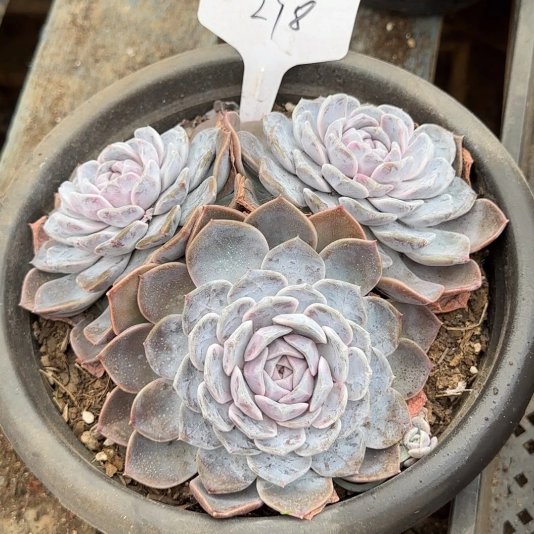 汉堡278一物一拍包装收缩花旱