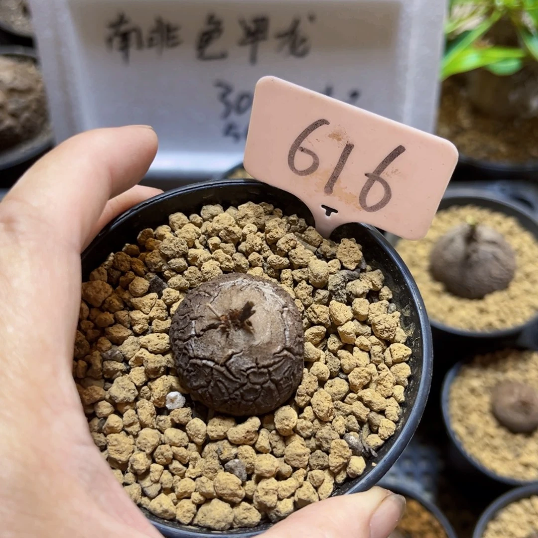 无*616龟甲龙576688