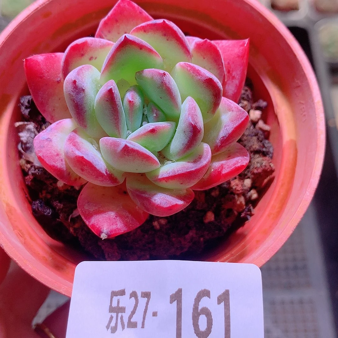 乐然27-161 糖心雪莲