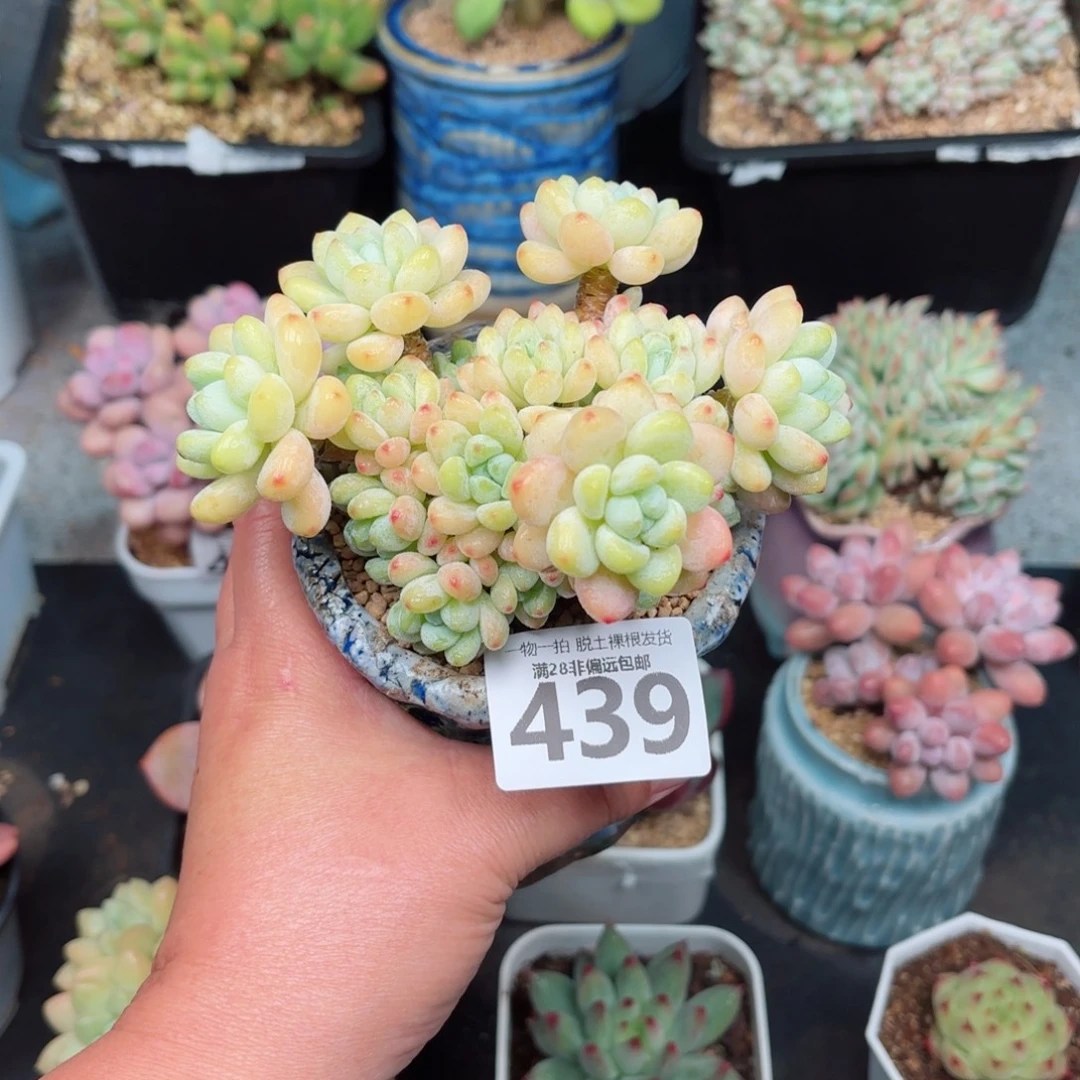 樱花罗绮无盆土发货