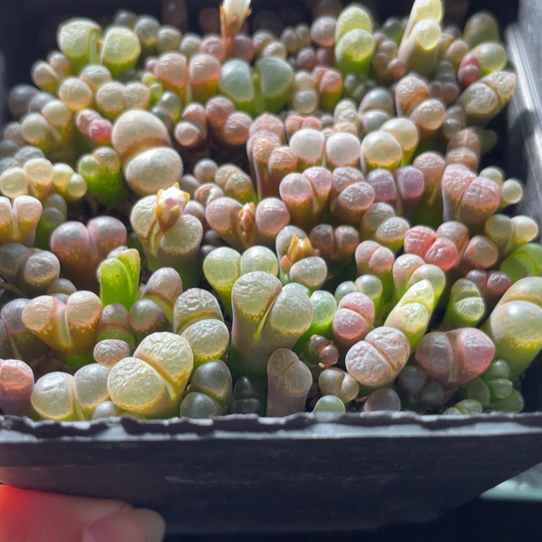 曼***波五彩风铃一物一拍～专拍