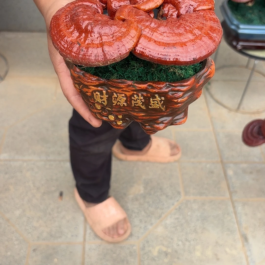 无花朵灵芝是我国著名植物