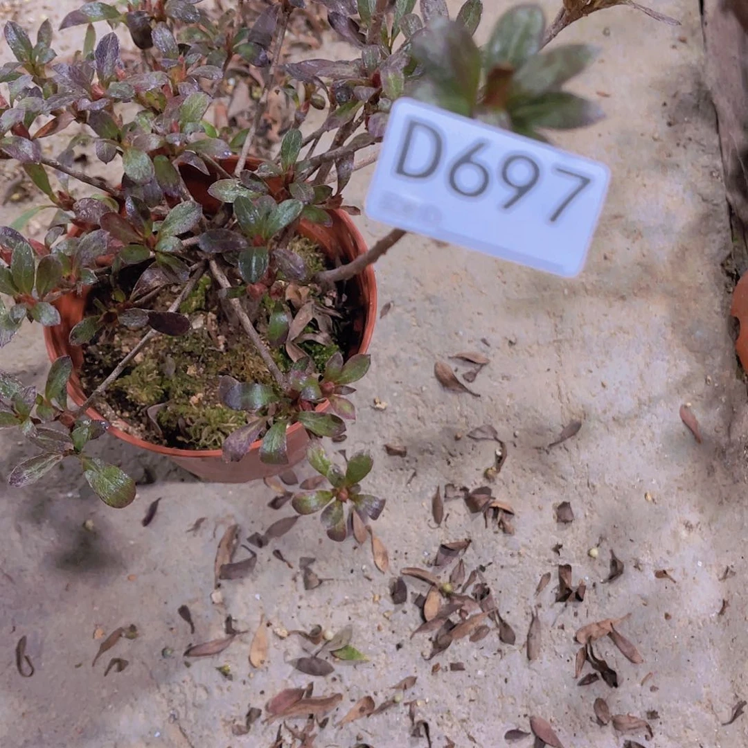 红陶直播时间一直一直