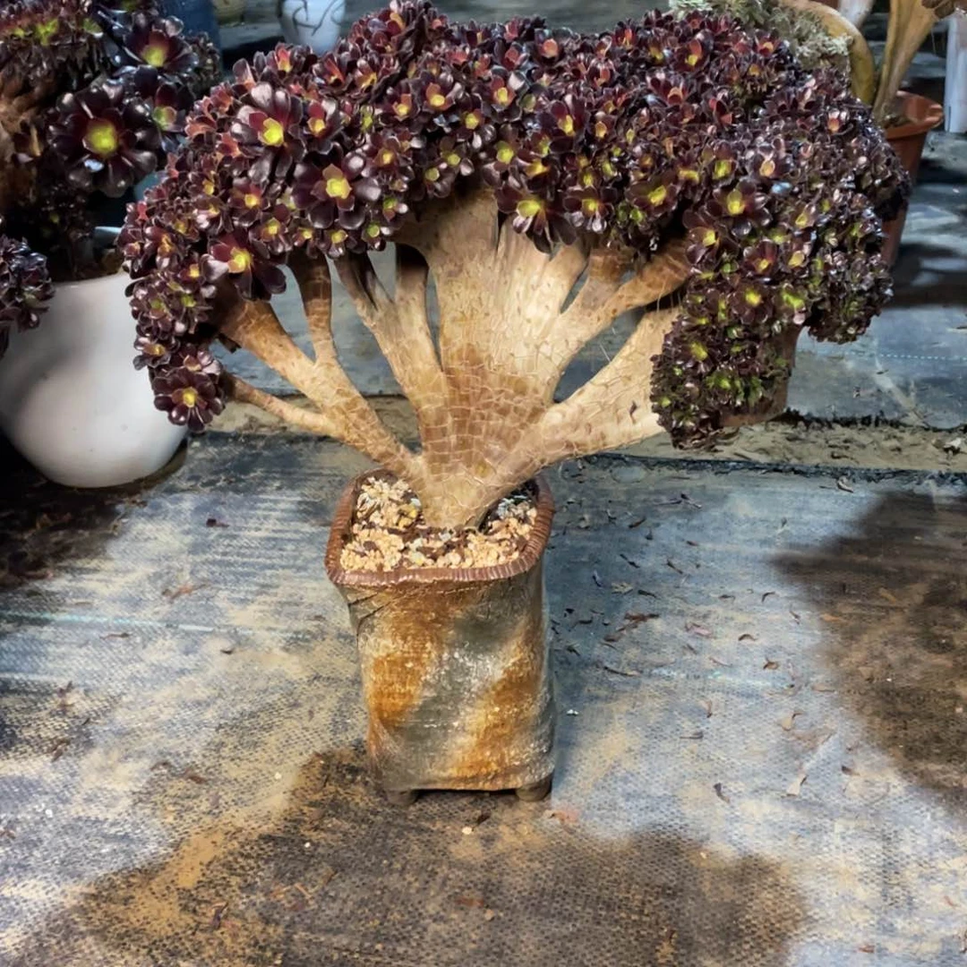 单****爹我是真的很喜欢这个