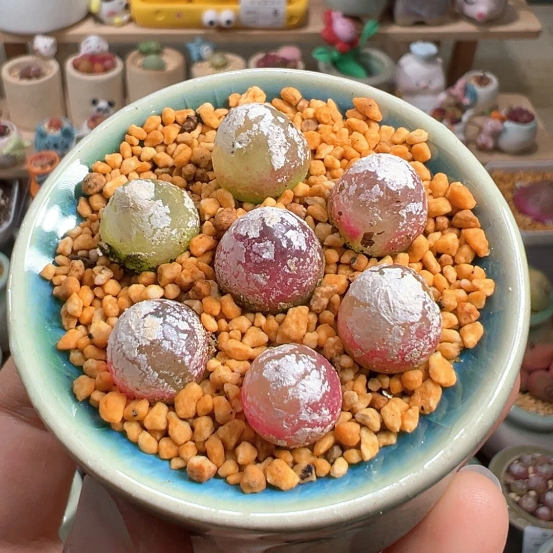 多肉植物27号灯泡