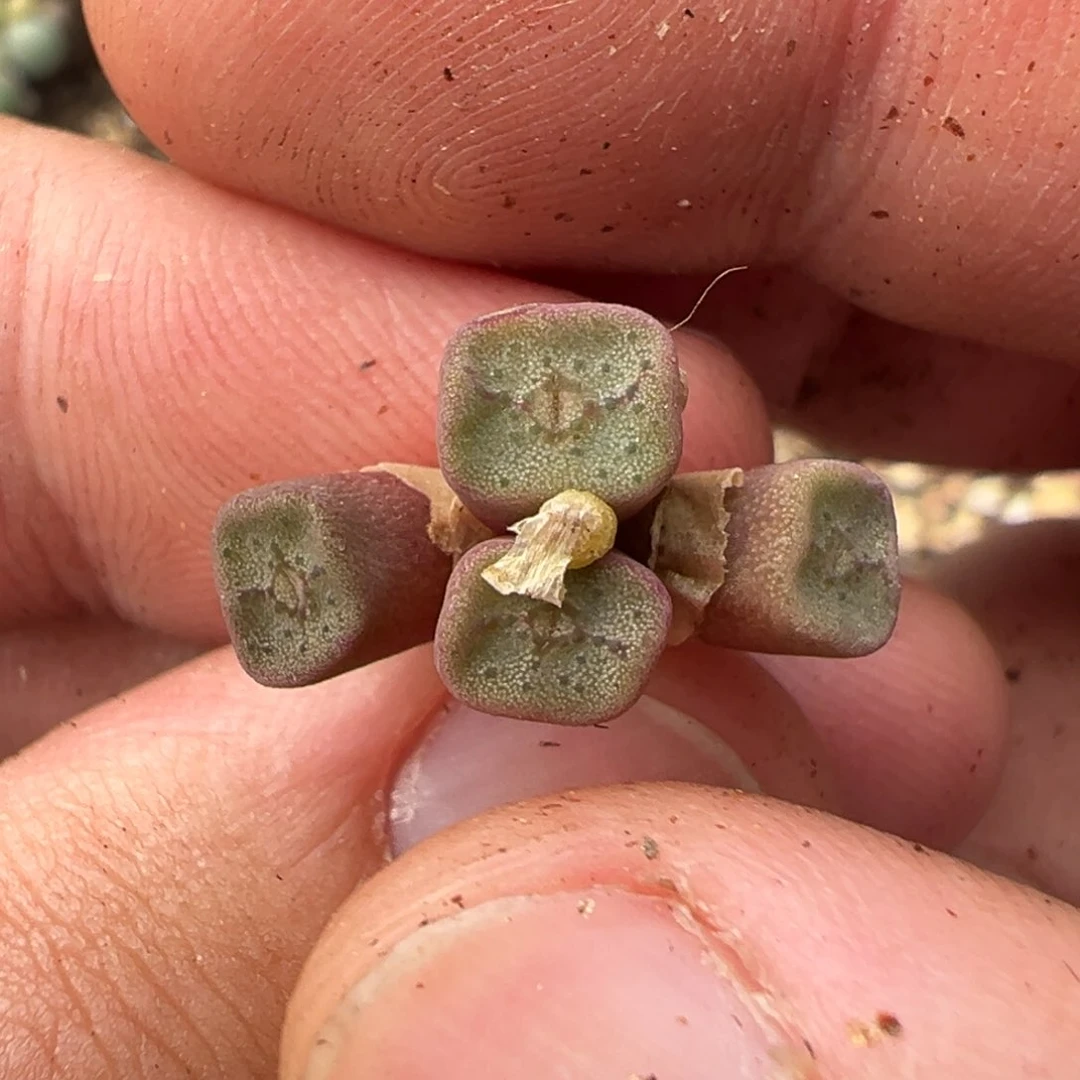 量拍紫方碗一群。多肉