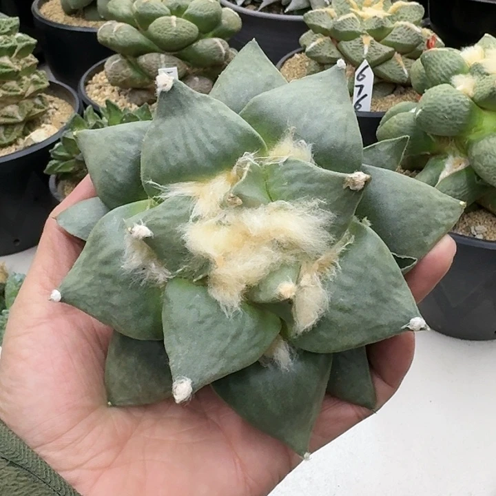 实生岩牡丹仙人球