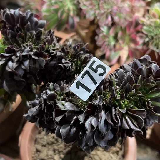 遇***.多肉植物一个欧若拉175