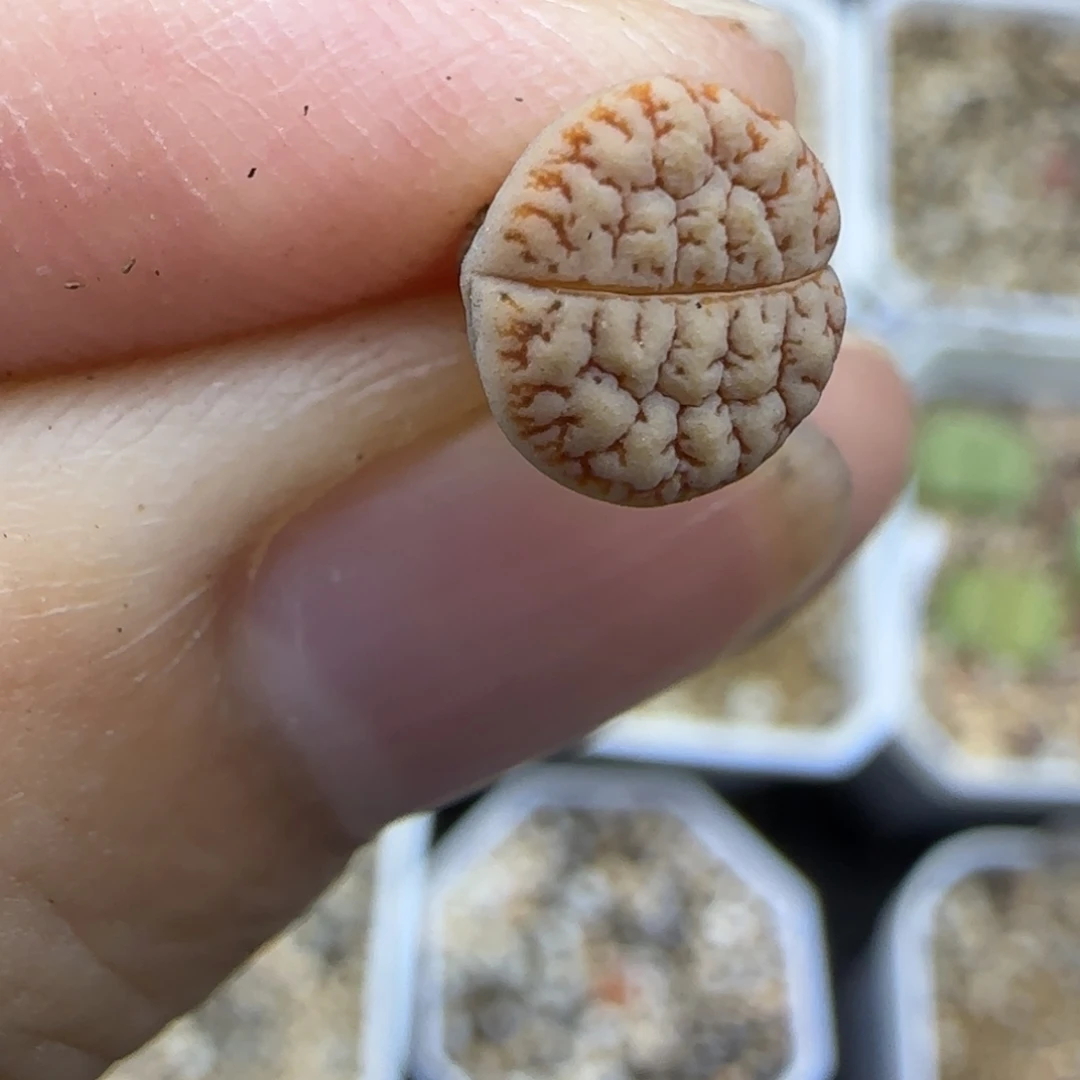 873睫毛生石花大棚直播