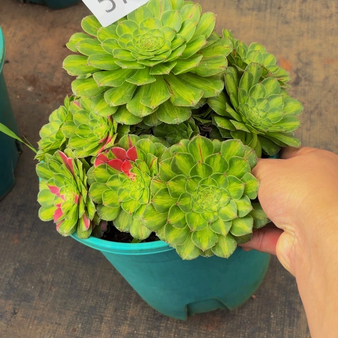 574多肉植物知否特价