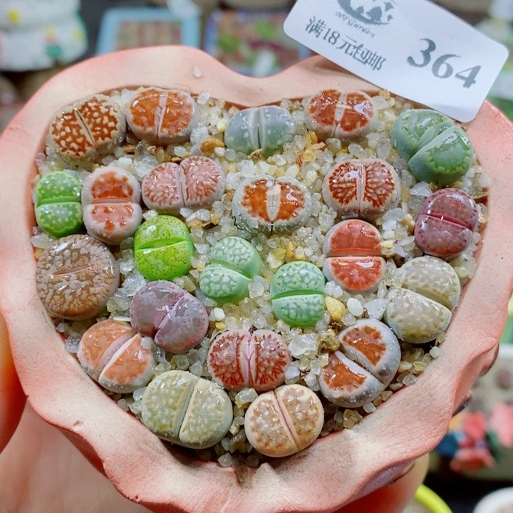 生石花花花花花花花364