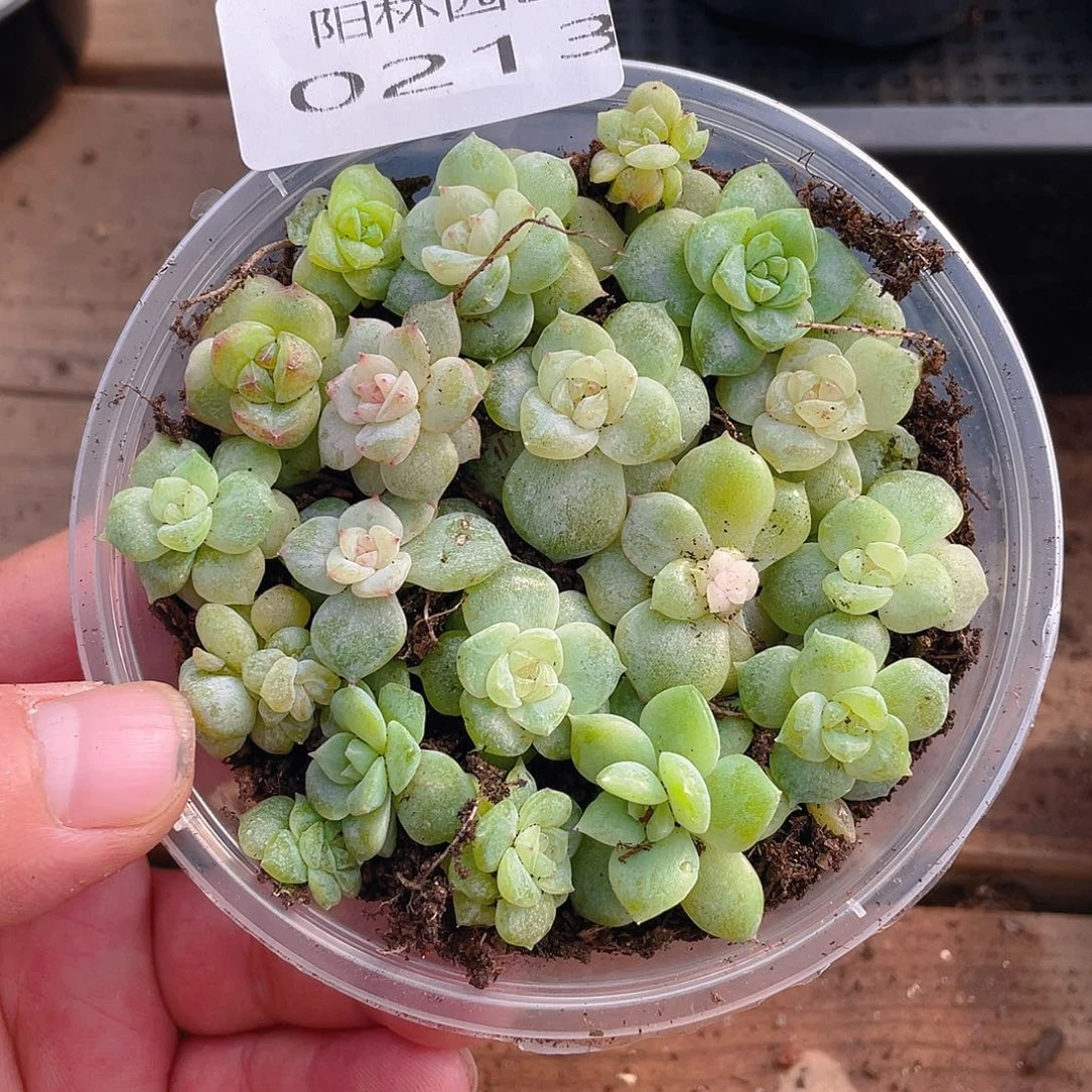 多肉植物多肉植物213