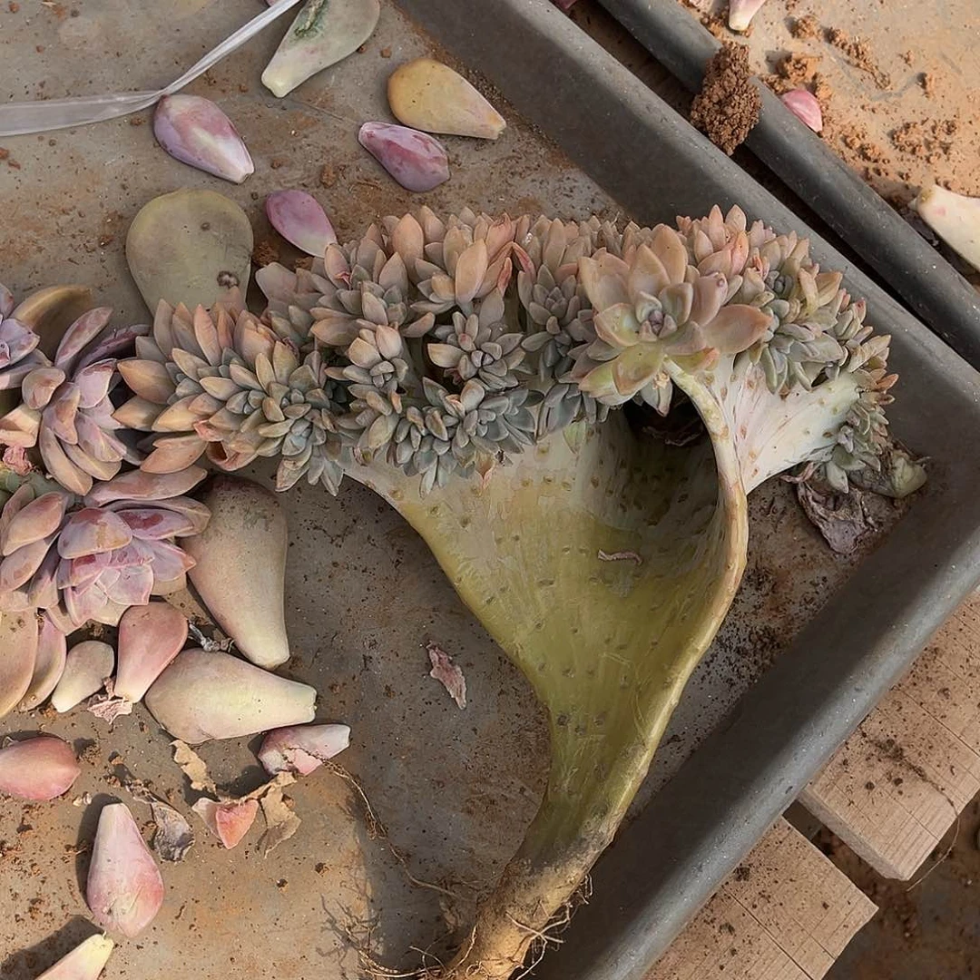 燕**?多肉植物淡雪缀20