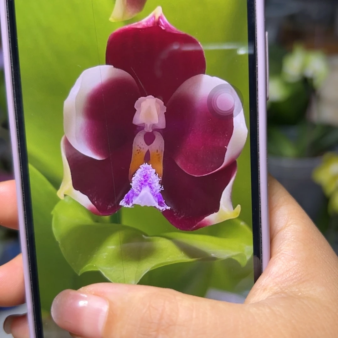 当前无花栽培后可以开花