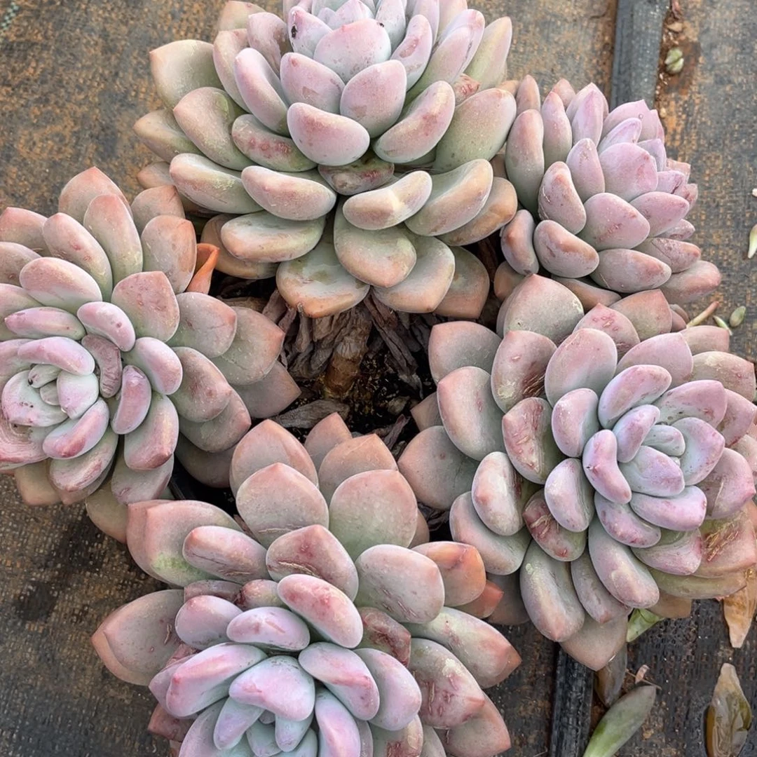 多肉植物多肉植物