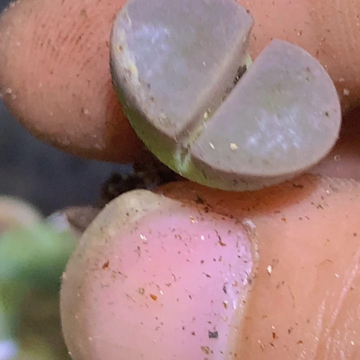 58889888898889988666