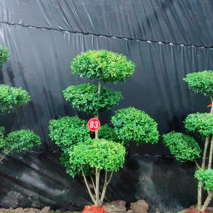 不开花植物一物一拍一物一拍
