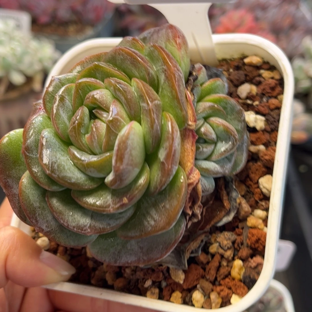 2507 天冷地区必拍保温箱