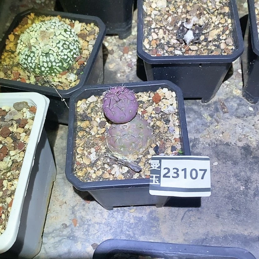 【闪购商品】小*粮习至野23107