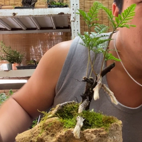 红陶文*一物一拍所见即所得265