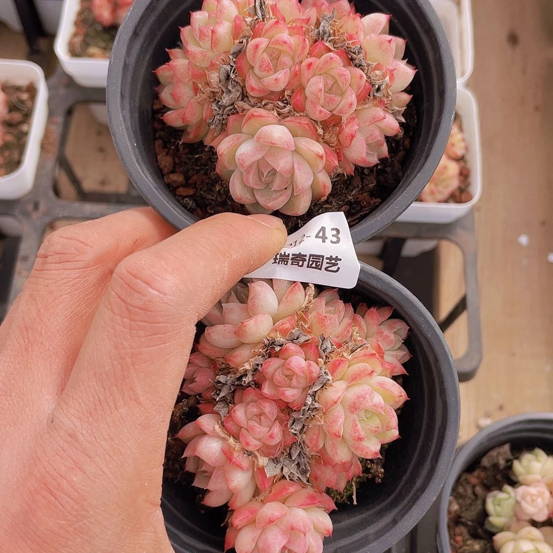 000000000000043量拍