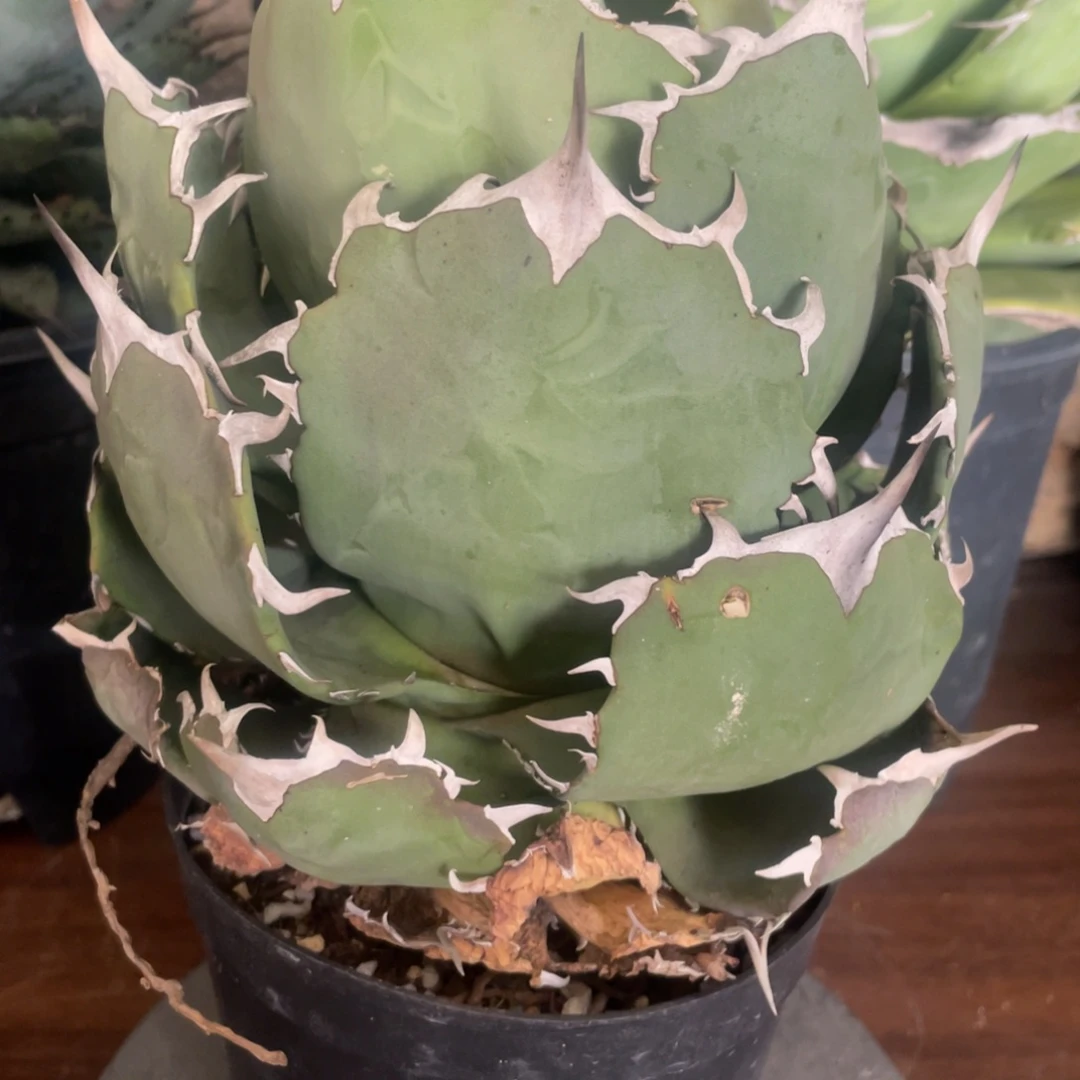 无花朵老家实生龙舌兰