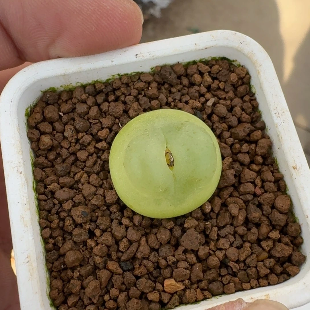 王***木云缦精品番杏20.19紫皮