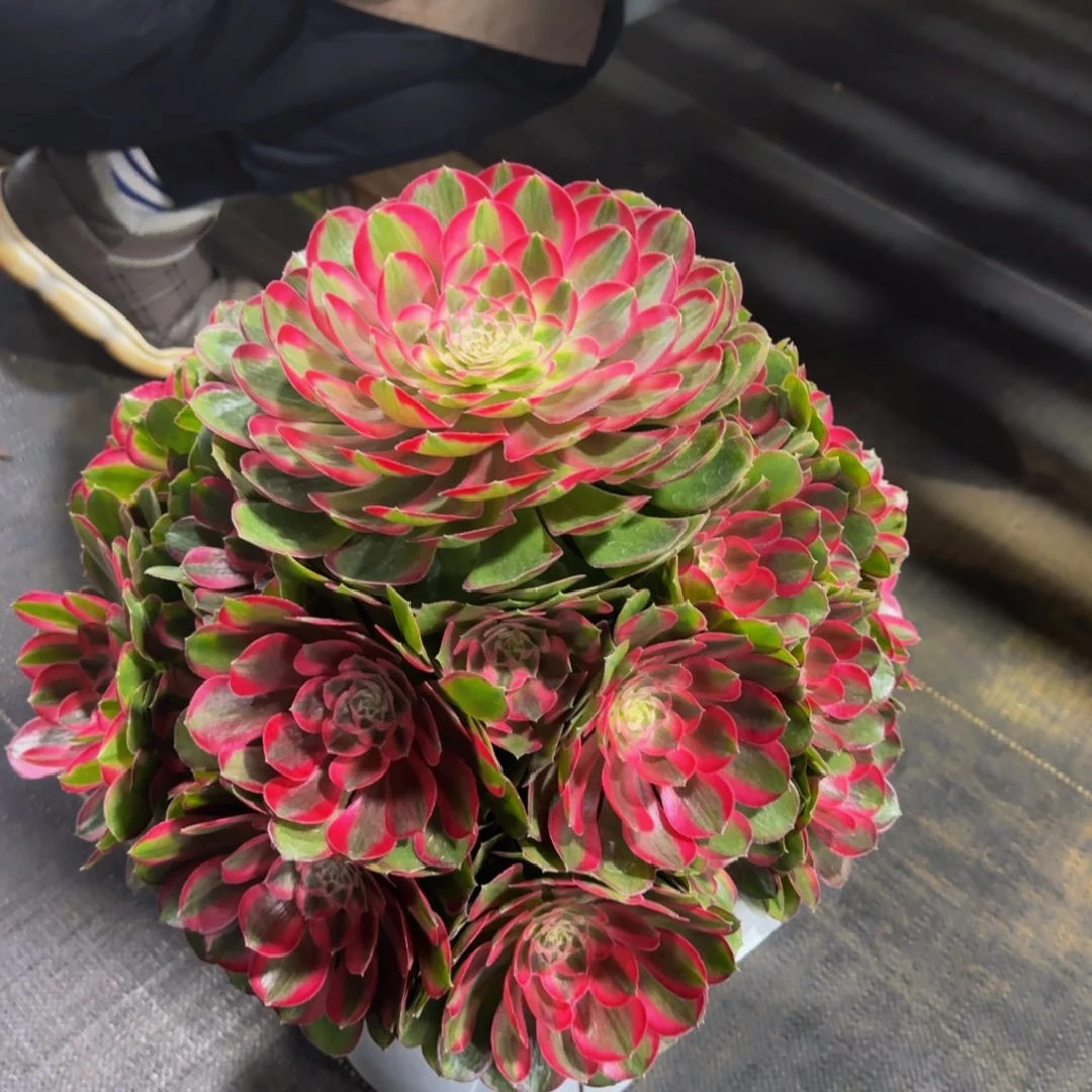 乐***缘孔雀翎发货物流到付