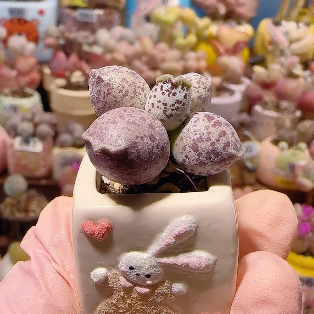 草***们T肥肥粉丸盆口2cm