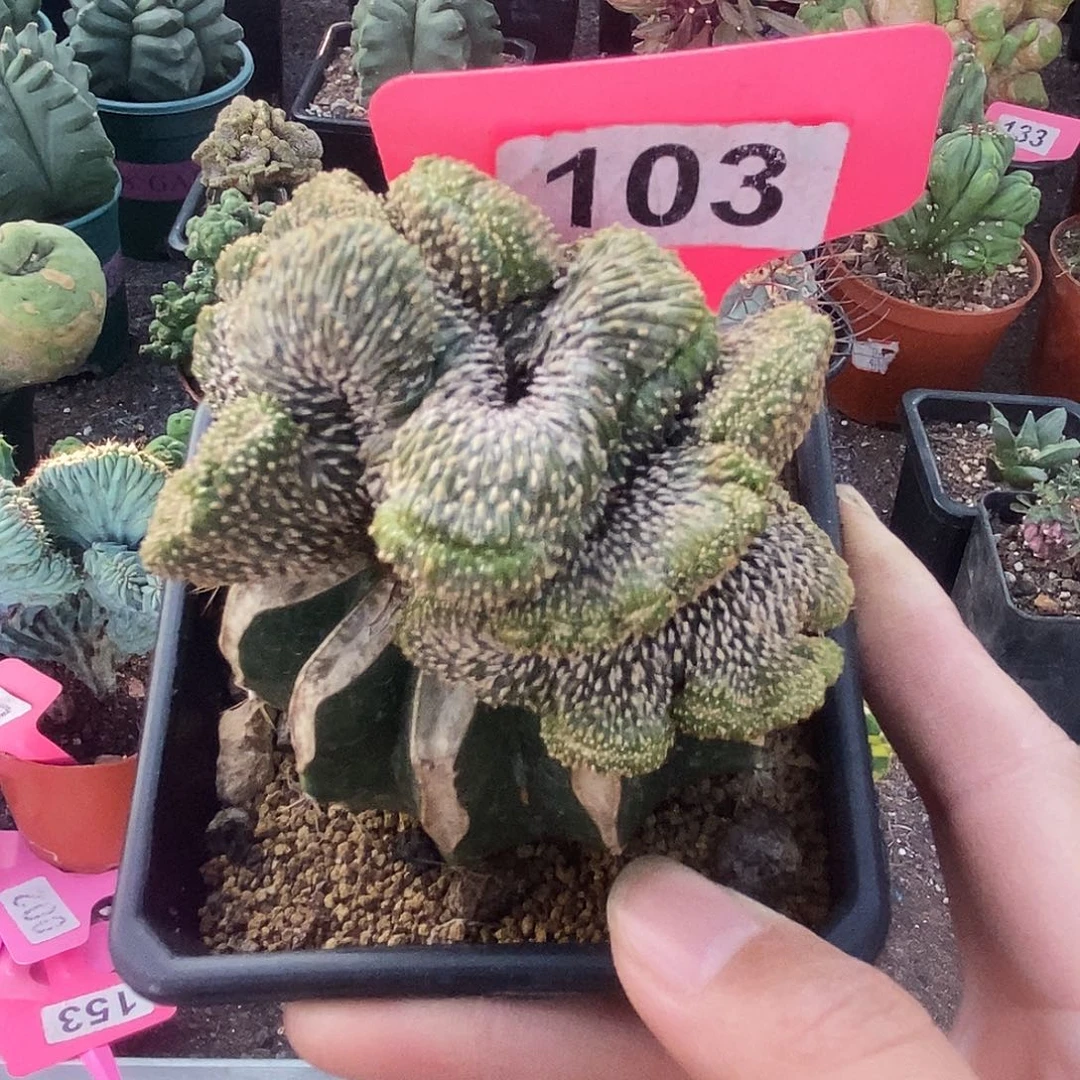 花花草草花花草草