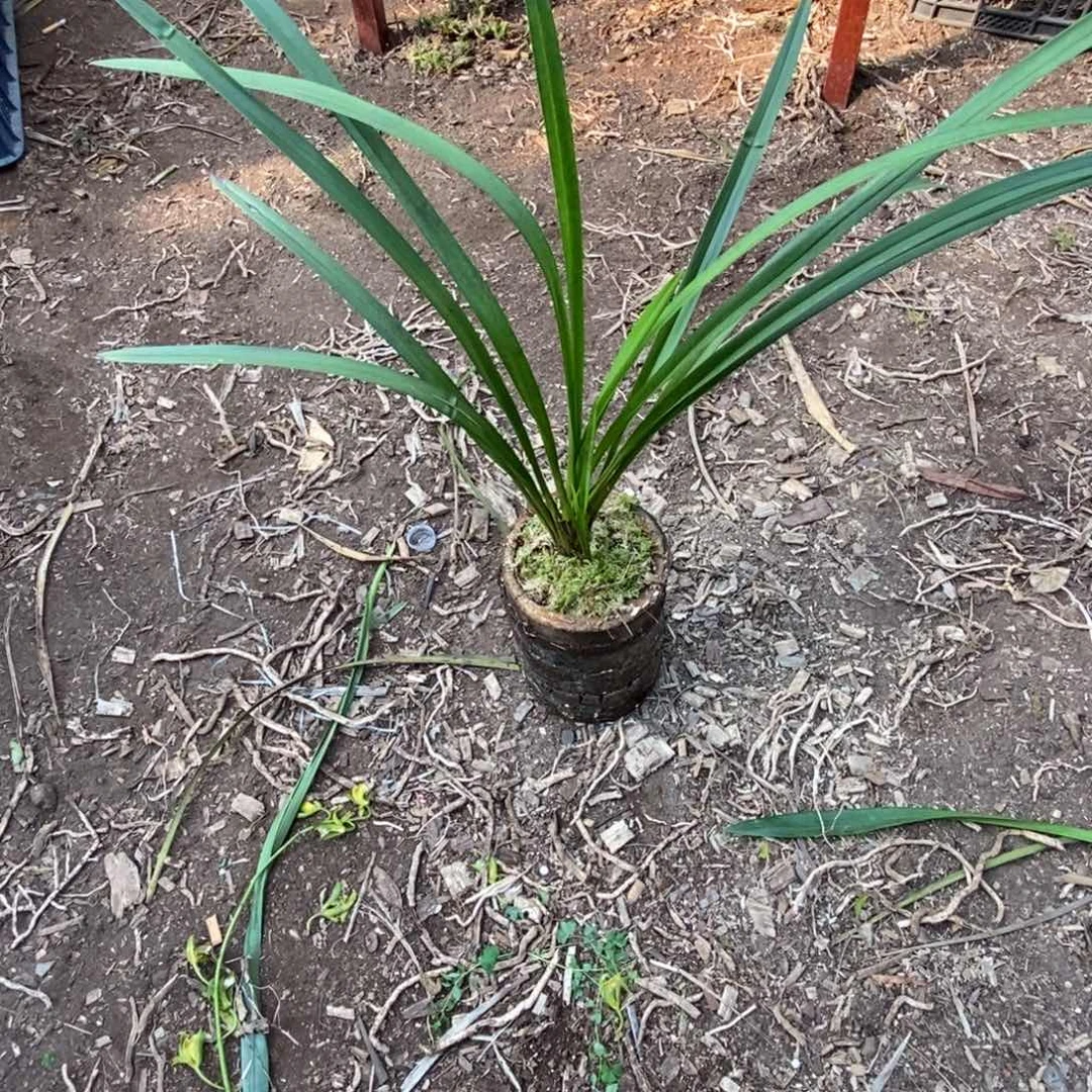 完全开放3棕根大雪兰