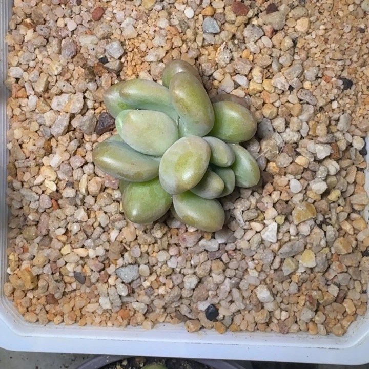 X系列美人新品 一物一拍