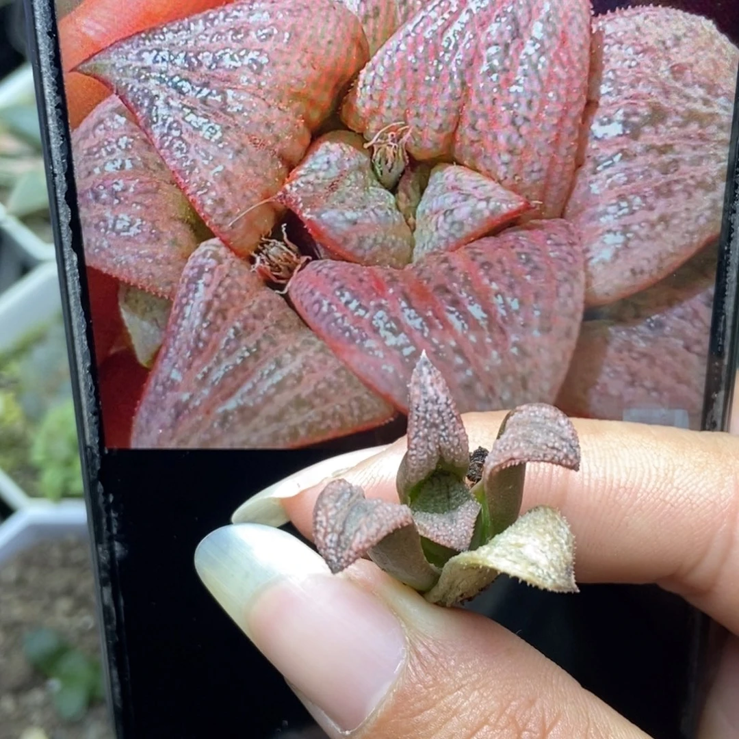 是是是是是是是是是寿