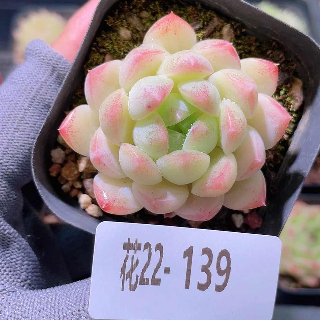 花利美22-139明月心