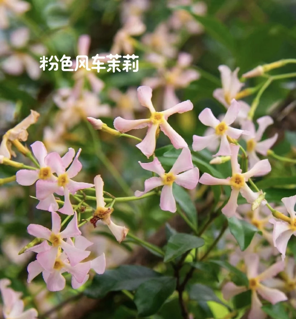 粉色稀有品种小苗