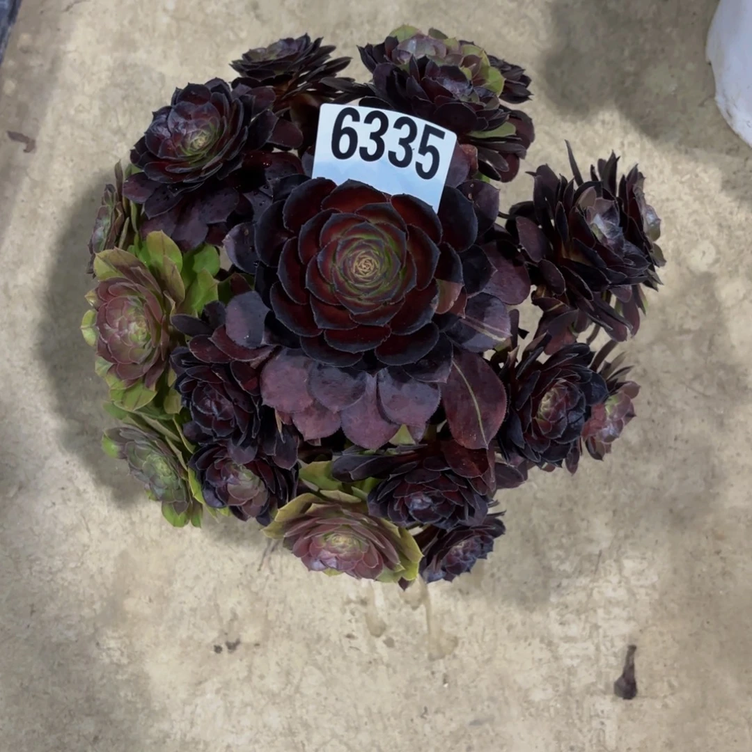 无花朵6336花花公子111111