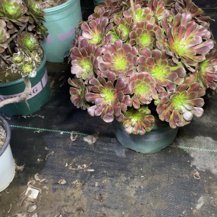 42红铜壶中班多肉多肉