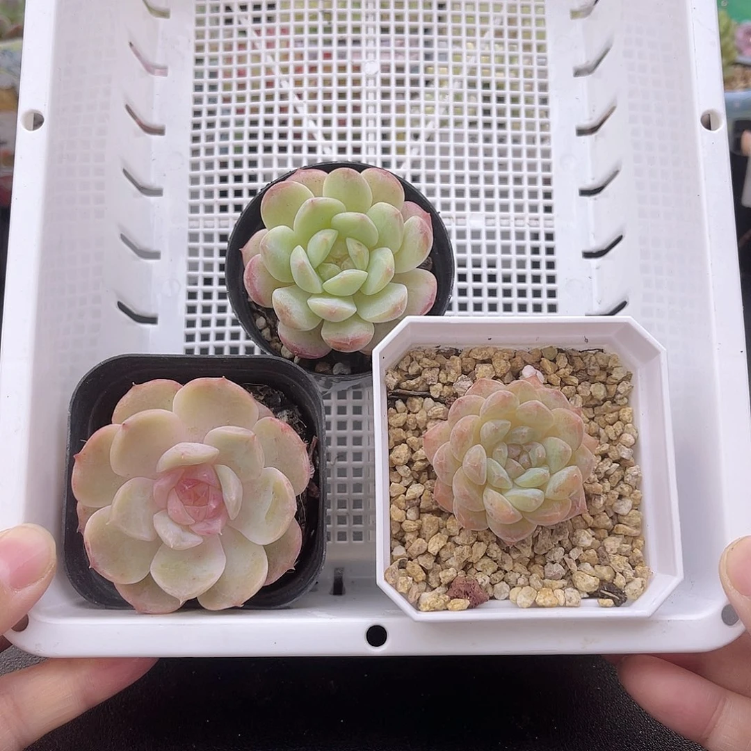 大禹多肉209福利肉肉*3