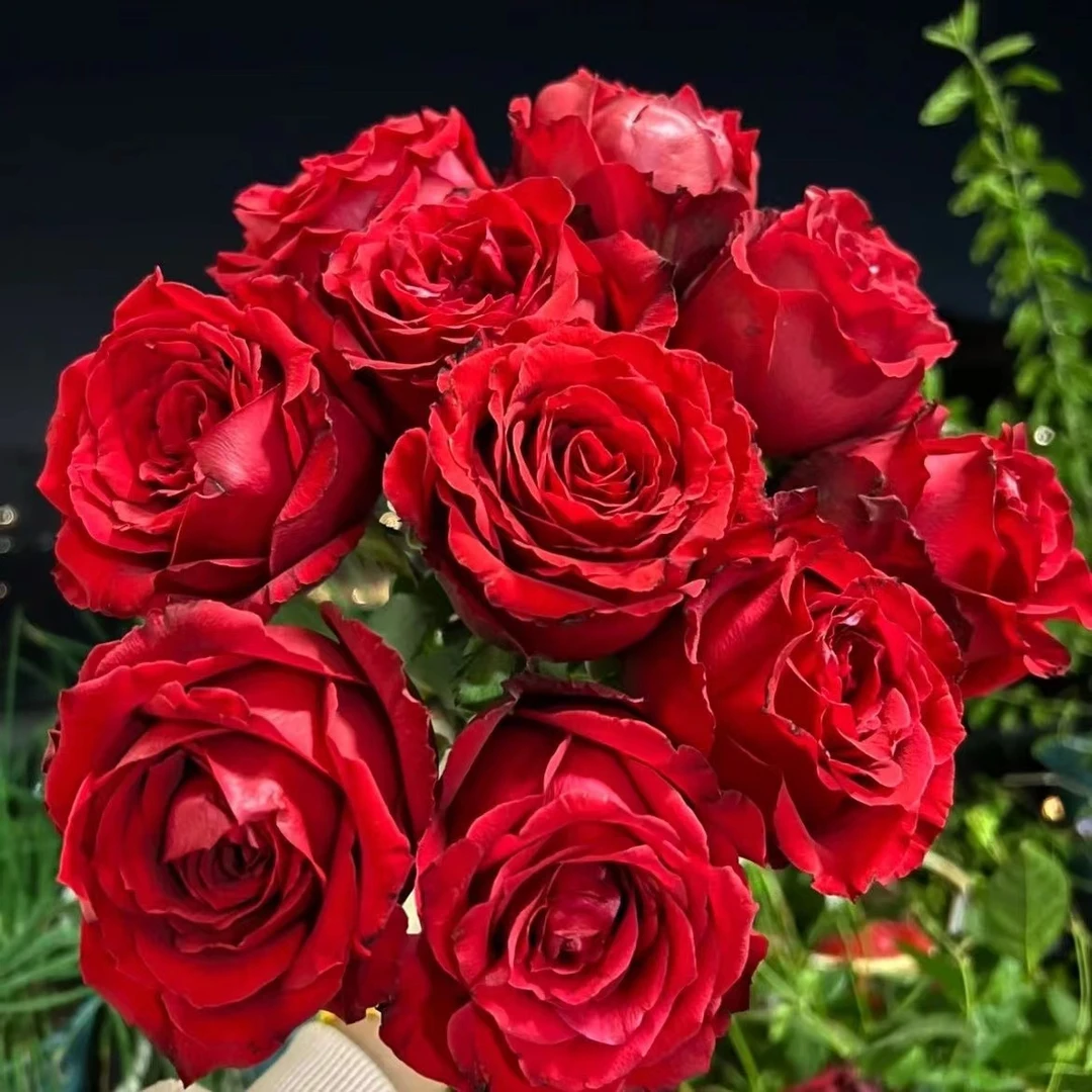 【红丝绒】红色重瓣大花四季花卉耐寒耐热南北方阳台庭院盆栽地栽花