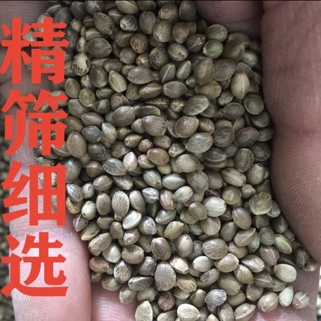 麻子鹦鹉粮火麻纸壳麻子大颗粒玄凤小太阳和尚牡丹新货带壳训练