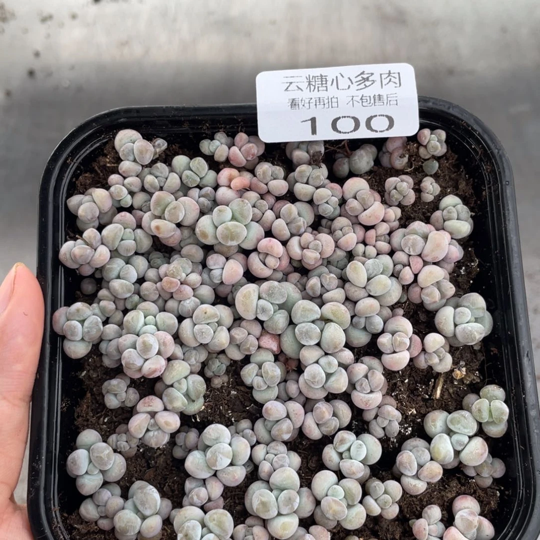 云糖心多肉植物100