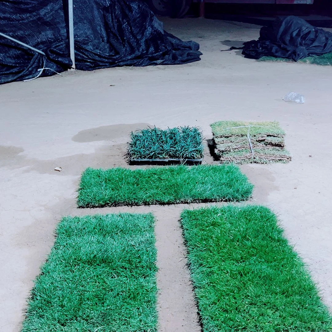 花***3无花朵四季青草坪包邮价格，。。。，